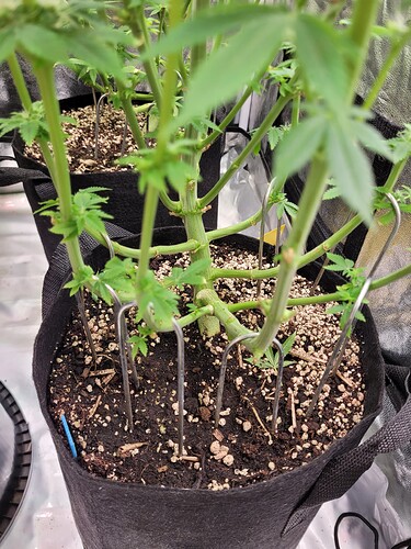Growreport Bild 2