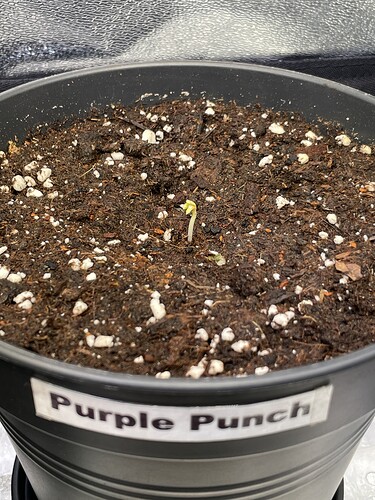 Growreport Bild 21