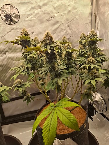 Growreport Bild 9