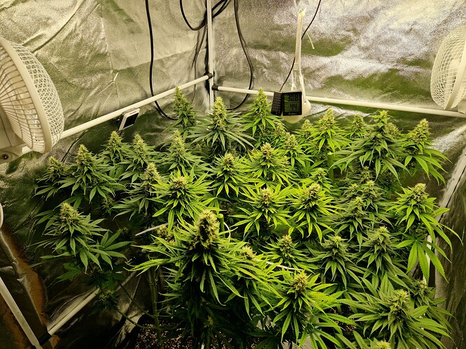Growreport Bild 6