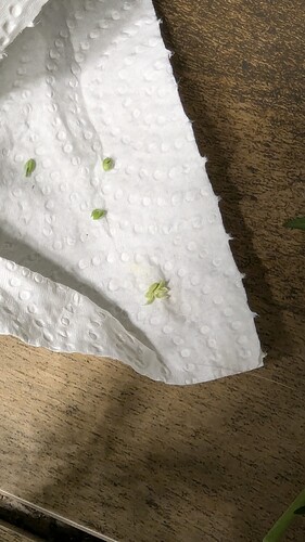 Growreport Bild 6