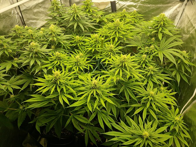 Growreport Bild 2