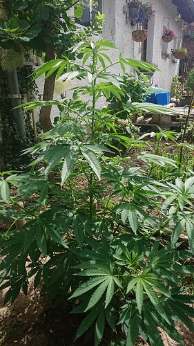 Growreport Bild 36