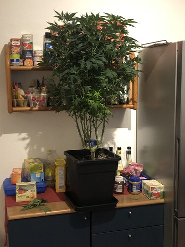 Growreport Bild 6