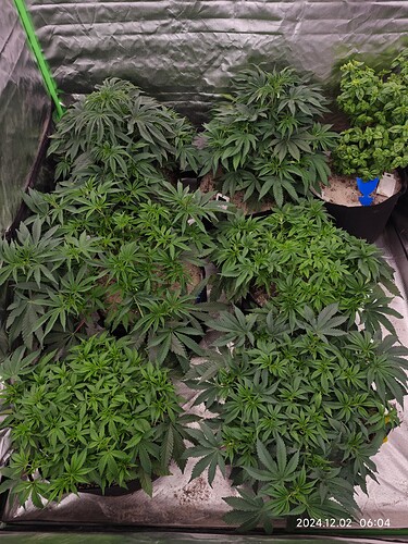 Growreport Bild 1