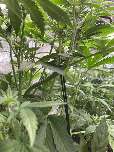 Growreport Bild 9