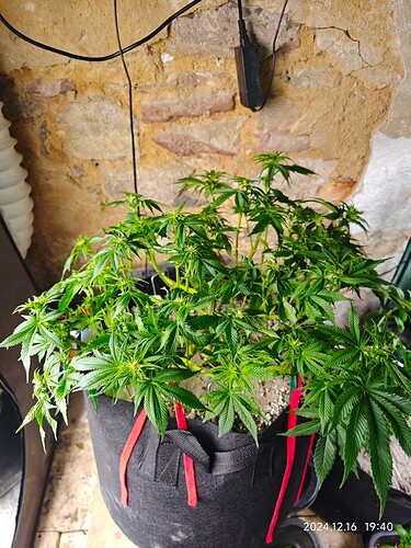 Growreport Bild 3