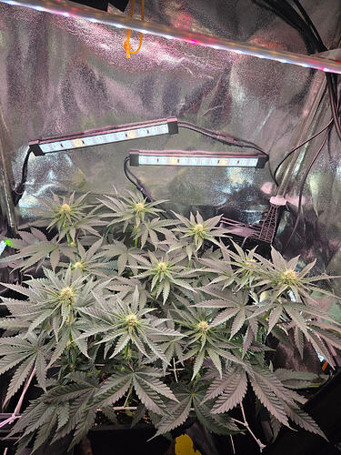 Eine Cannabis-Pflanze in einem Growzelt unter LED-Beleuchtung in der Blütephase.