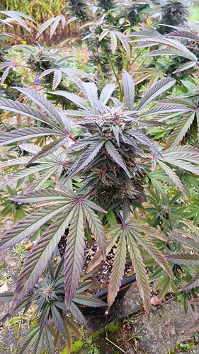 Growreport Bild 28