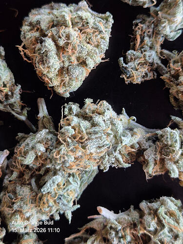 Nahaufnahme von getrockneten Cannabis-Buds der Sorte Auto Orange Bud auf einem dunklen Untergrund.