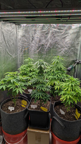 Growreport Bild 5