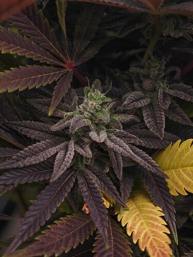 Growreport Bild 6