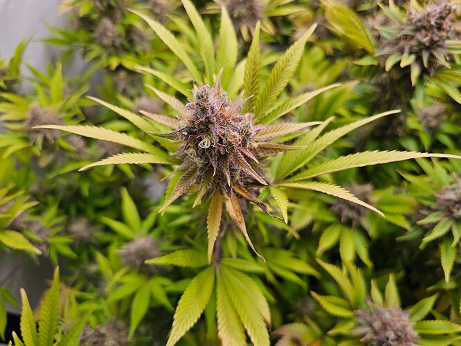 Growreport Bild 7