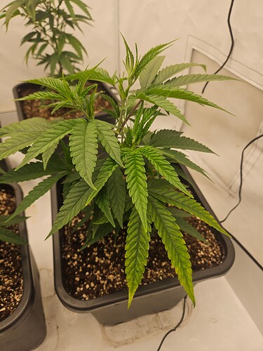 Growreport Bild 12