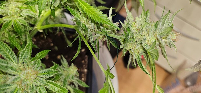 Growreport Bild 31