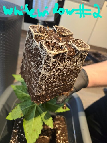 Growreport Bild 16
