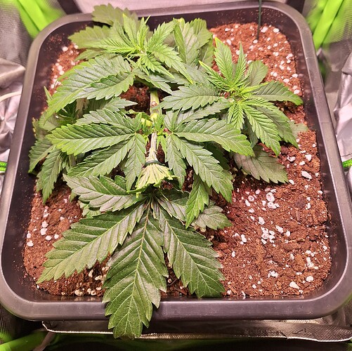 Growreport Bild 11