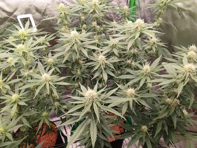 Growreport Bild 14