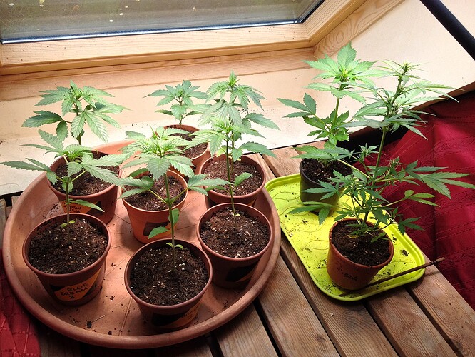 Grow25_0526_08
