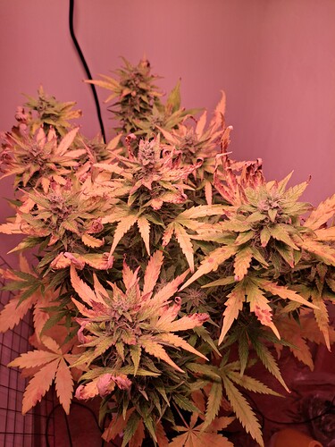 Growreport Bild 9