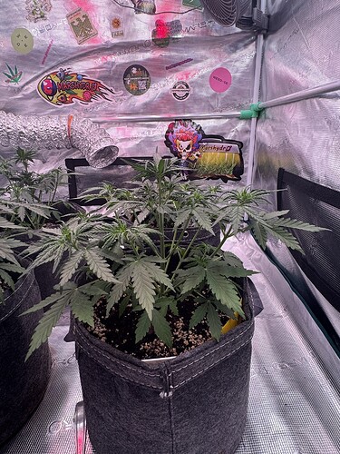 Growreport Bild 6