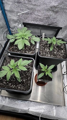 Growreport Bild 5