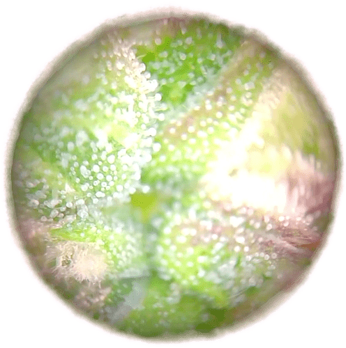 Growreport Bild 4
