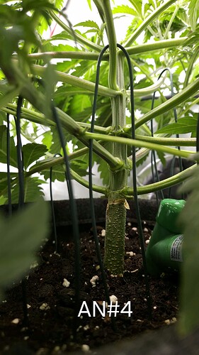Growreport Bild 23