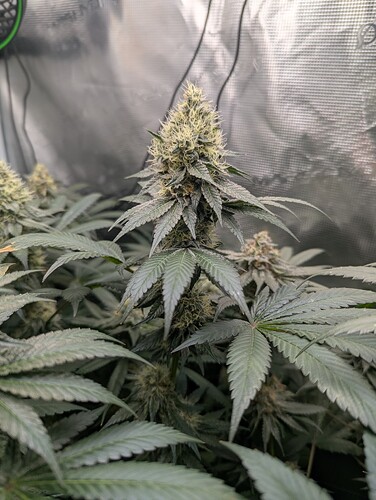 Growreport Bild 4