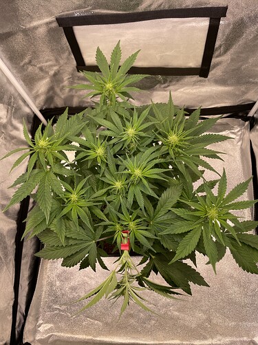 Growreport Bild 7