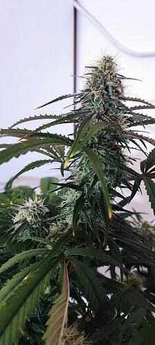 Growreport Bild 21