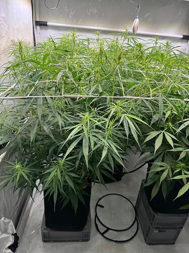 Growreport Bild 5