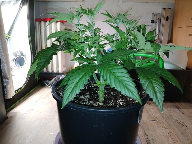 Growreport Bild 24
