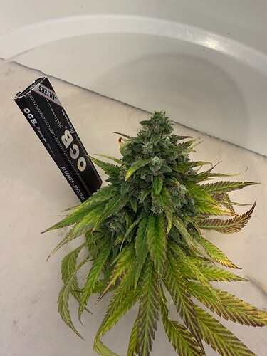 Growreport Bild 18