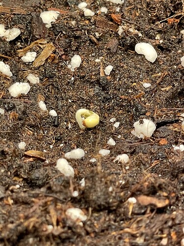 Growreport Bild 18