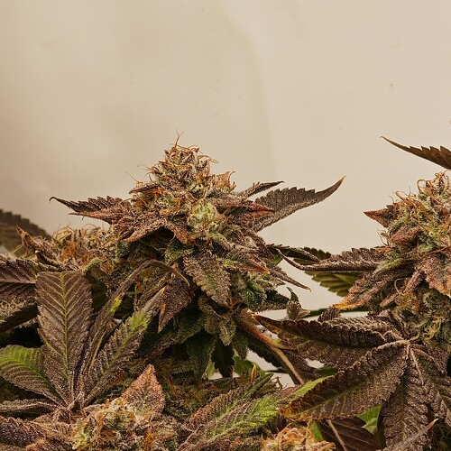 Growreport Bild 57
