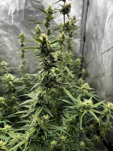 Growreport Bild 4