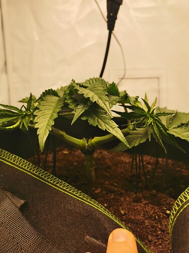 Growreport Bild 30