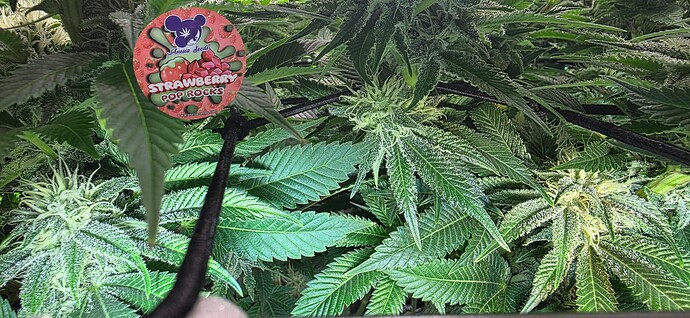 Growreport Bild 16