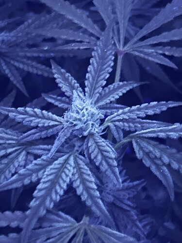 Growreport Bild 39