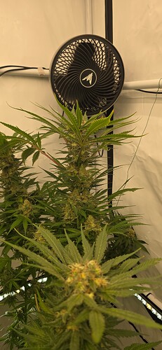 Growreport Bild 68