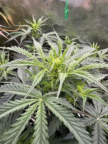 Growreport Bild 2