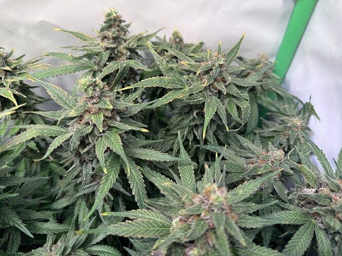 Growreport Bild 31
