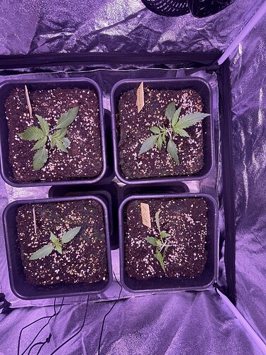 Growreport Bild 6