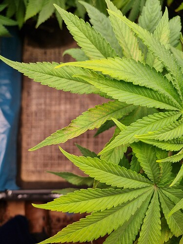 Nahaufnahme von Cannabisblättern mit leichten Verfärbungen und gelblichen Flecken, die auf Nährstoffmangel oder andere Probleme hindeuten.