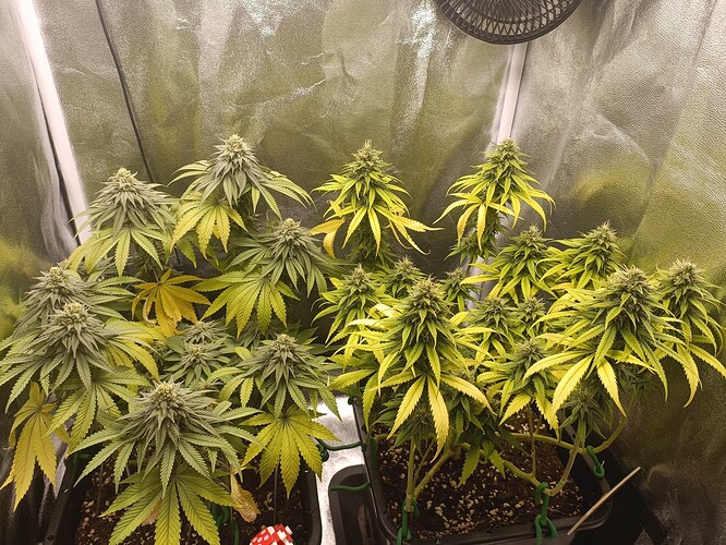 Growreport Bild 16