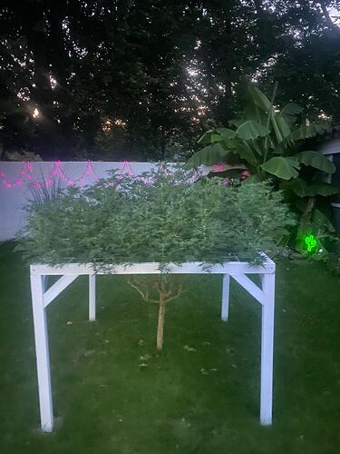 Growreport Bild 20