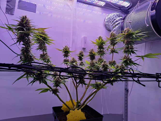 Growreport Bild 1
