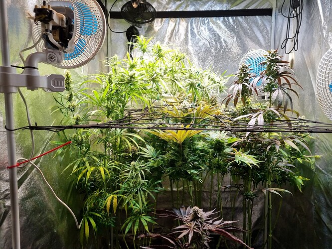 Mehrere Cannabis-Pflanzen in der Blütephase in einem Zelt, mit Lüftern und Beleuchtung.