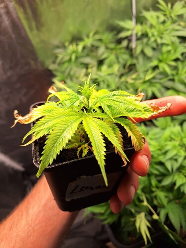 Growreport Bild 8